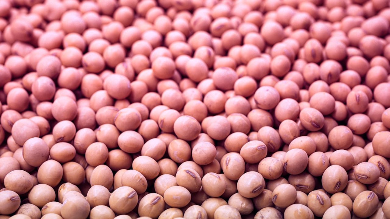 Close-up of soybeans in a pink gradient