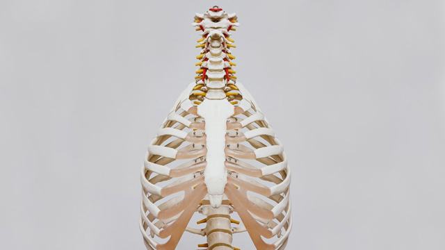 Thoracic Cavity
